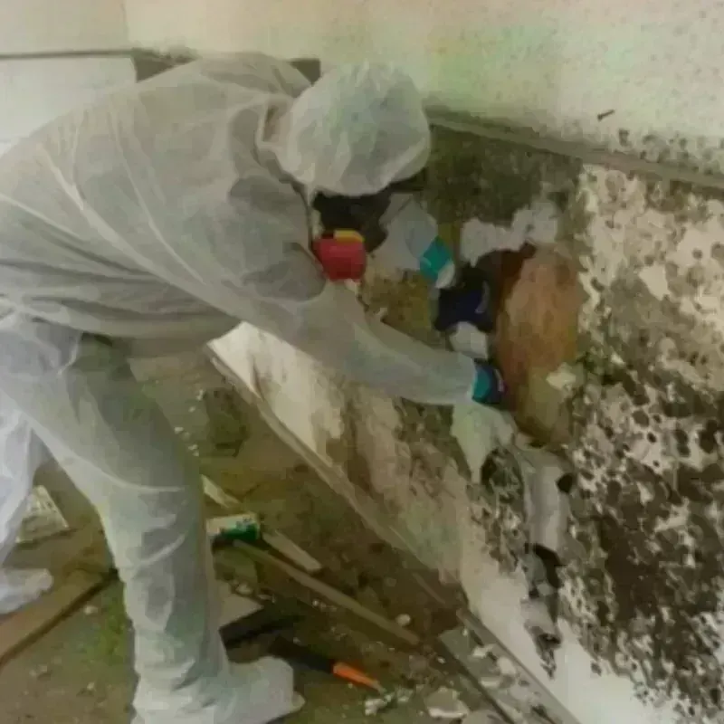 Mold Remediation and Removal in Glide, OR